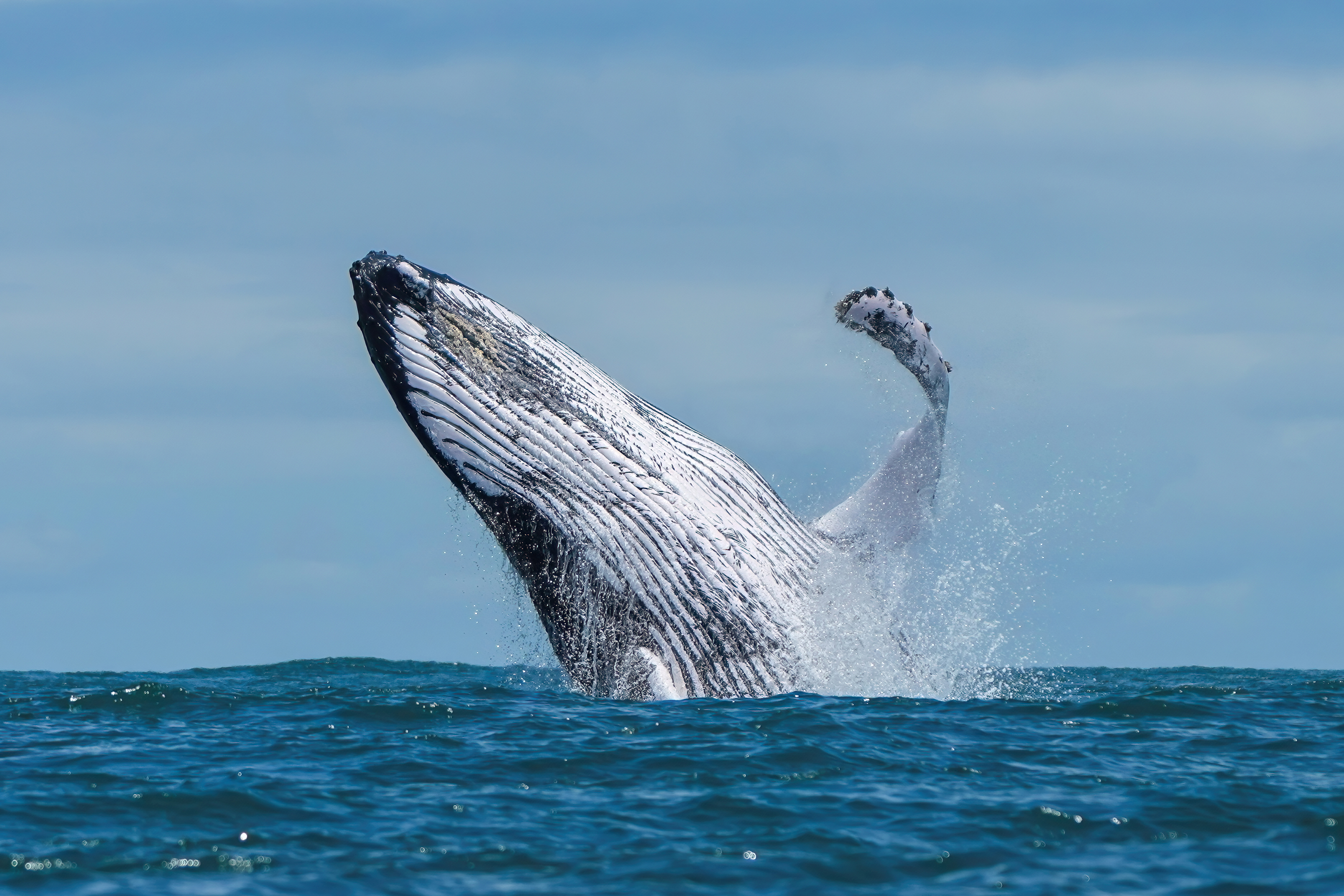 Samaná Whale Season